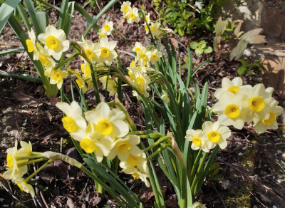 260406_NarcissusCanaliculatus.jpg