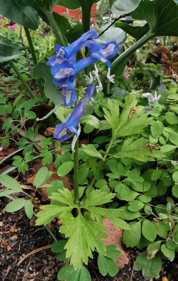 IMG_20260331_151904_Corydalis.jpg