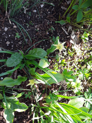 Erythronium Pagoda ?