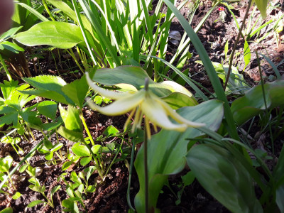 Erythronium ev. Pagoda