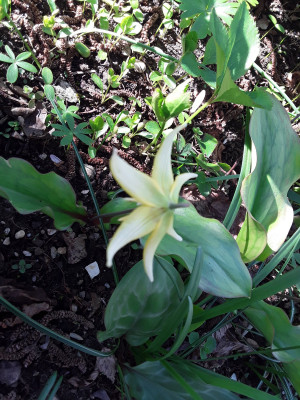 Erythronium ? ?