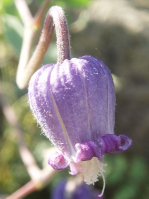 clematisscottii.jpg
