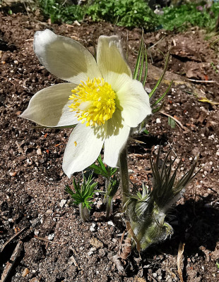 IMG_20260408_115901_Pulsatilla patens ssp flavescens.jpg