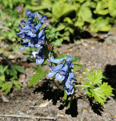 IMG_20260408_122007_Corydalis linjiangensis.jpg