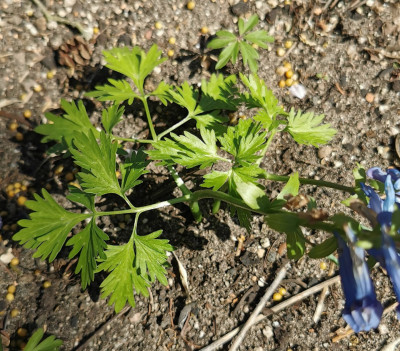 IMG_20260408_122153_Corydalis linjiangensis.jpg
