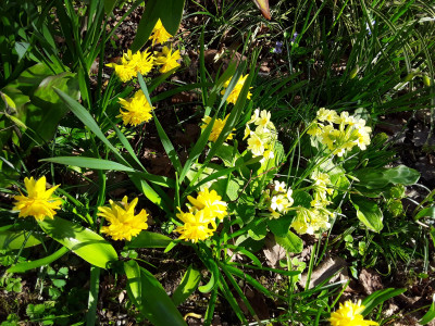 Schlüsselblume und Narzissen