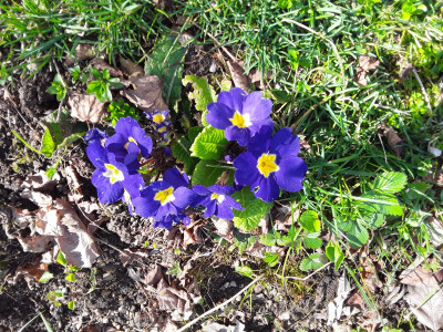 Blaue Primeln