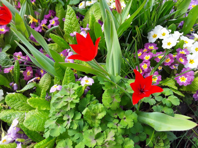 Tulipa NoName