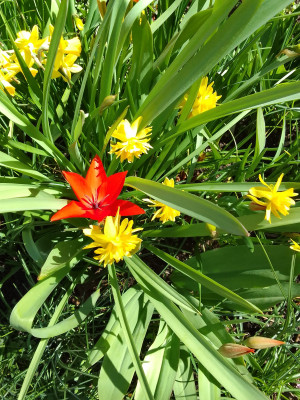Tulipa praestans Zwanenburg