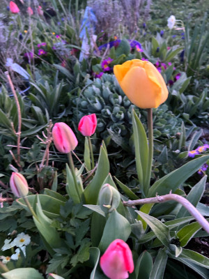 IMG_3757.jpeg