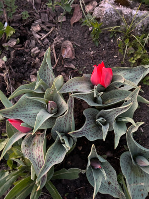 Ich glaube, das sind die botanischen Tulpen? Mir gefällt auch das schöne Laub sehr gut. Auch das Kurzstielige hat was.