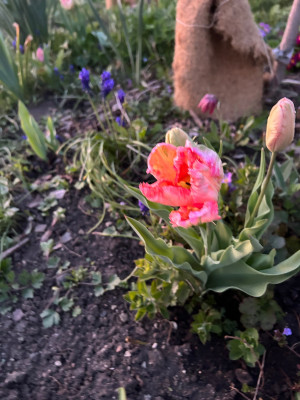 IMG_3758.jpeg