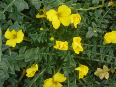 morisia.jpg
