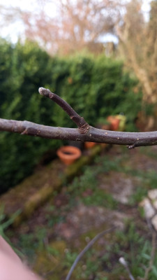 Elise Rathke, Kurztrieb 2 cm, Basis zeigt Strack nach oben.