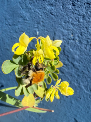 Coronilla valentina subsp. glauca 'Lauren Stevenson'