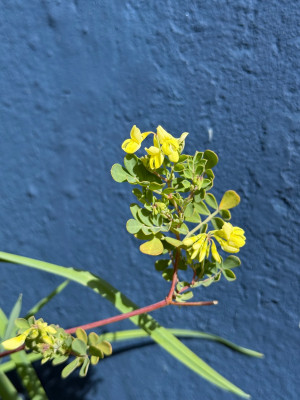 Coronilla valentina subsp. glauca 'Lauren Stevenson'