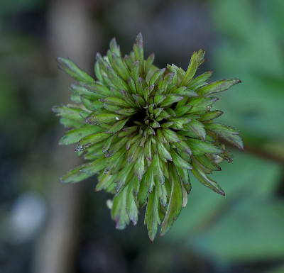 DSC_9965_DxO.jpg