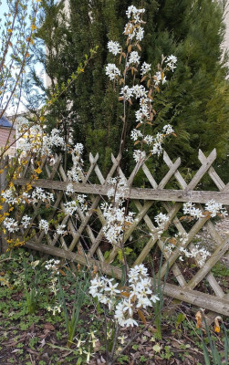 260406_Felsenbirne.jpg