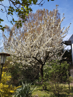 260409_KleinerKirschbaum.jpg