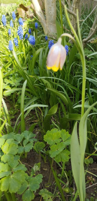 260409_vl_Fritillaria.jpg