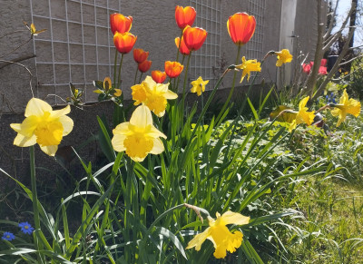 260409_Tulpen_Narzissen.jpg