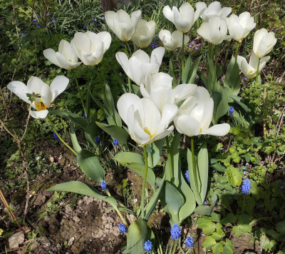 260409_WeisseTulpen_Traubenhyazinthen.jpg