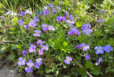 260409_Blaukissen.jpg