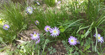 260409_Anemonen.jpg