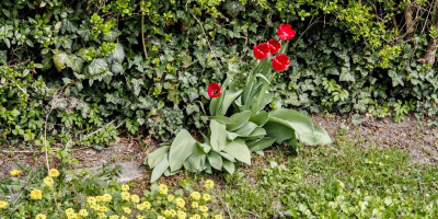 tulpe 1.jpg