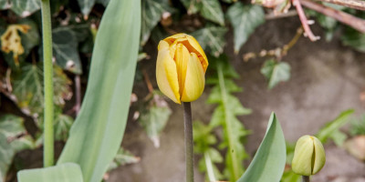 tulpe 2.jpg