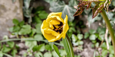 tulpe 3.jpg