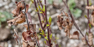 CEANOTHUS PALLIDUS MARIE SIMON.jpg