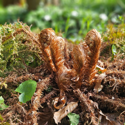 Polystichum Baldwinii 20260409_165022.jpg