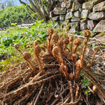 Polystichum Pllumosum Densum 20260409_164636.jpg