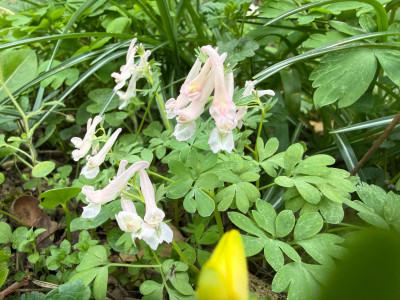 IMG_0184.jpeg
