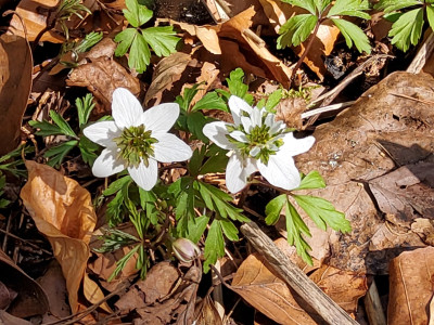 Anemone Green Fingers 2.jpg
