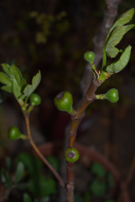 DSC_0950.JPG