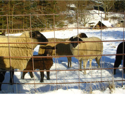 Spaziergang_8._Januar_2.jpg