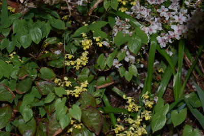 DSC_0957.JPG