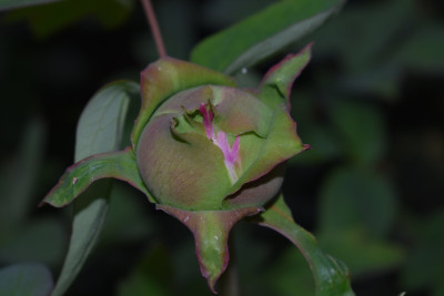 DSC_0956.JPG