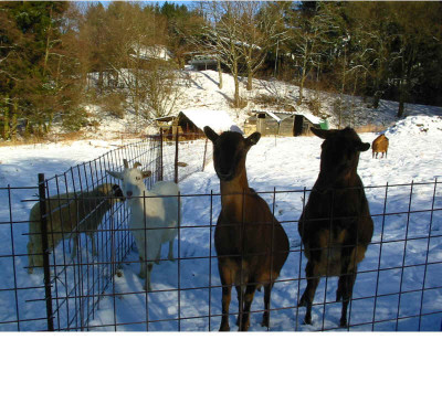 Spaziergang_8._Januar_3.jpg