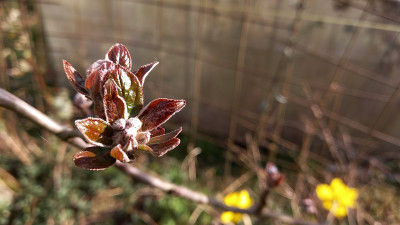 Roter Mond, Blüte, BBCH 11-14