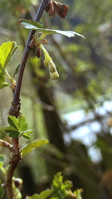 Ribes niveum