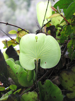 kidney_fern.jpg