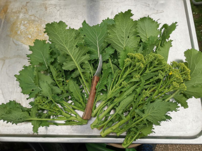 Cima di rapa 40+50d Ernte 20260411.jpeg
