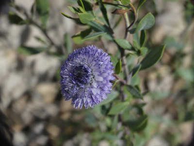Globularia alypum