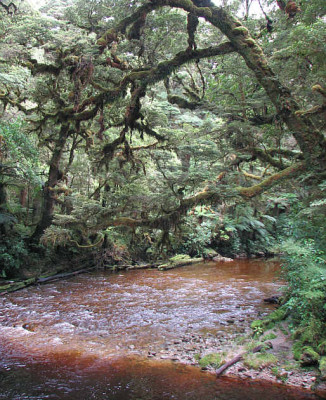 kahurangi_moos.jpg