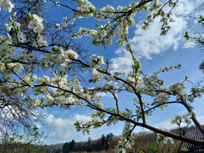 Chinesische Pflaume Blüte 2026