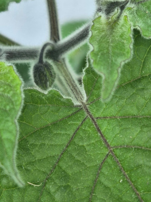 Physalis_20260412_2.jpg