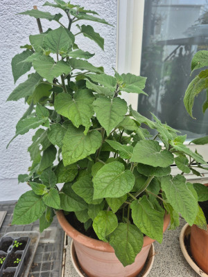 Physalis_20260412_1.jpg
